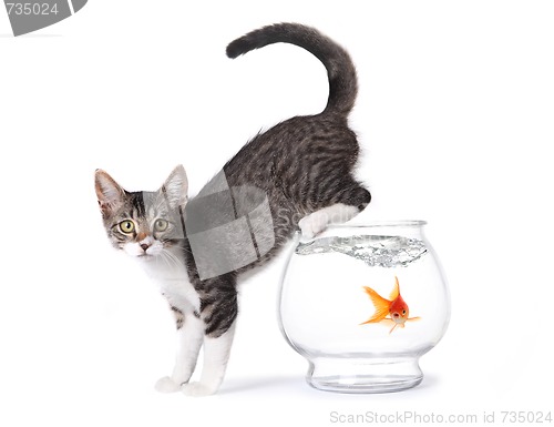 Image of Kitten On a Fishbowl