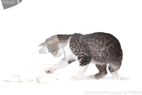 Image of Kitten Pawing at a Mouse