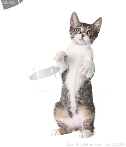 Image of Little Kitten Standing Straight up on Hind Legs