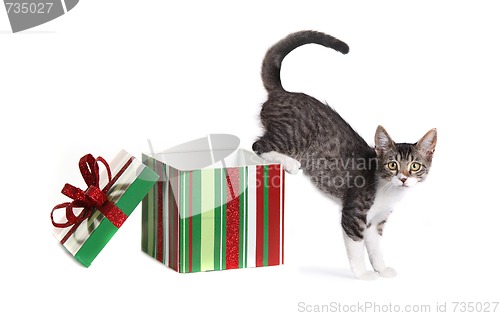 Image of Christmas Kitty in a Gift Box