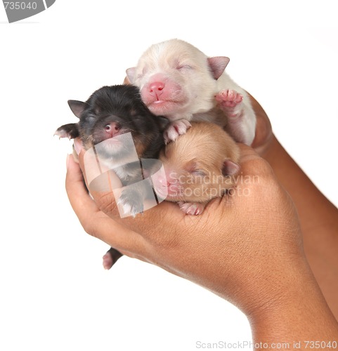 Image of Three Cute Baby Puppies Being Held in Human Hands