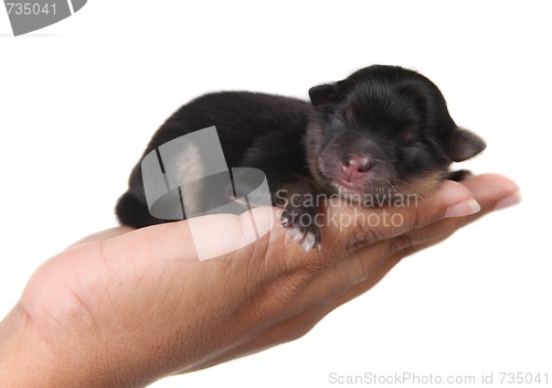 Image of Black Puppy Sleeping in Hand
