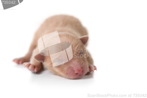 Image of Newborn Pomeranian Puppy Sleeping