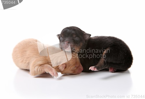 Image of Sweet Sleeping Newborn Puppy Dogs on White