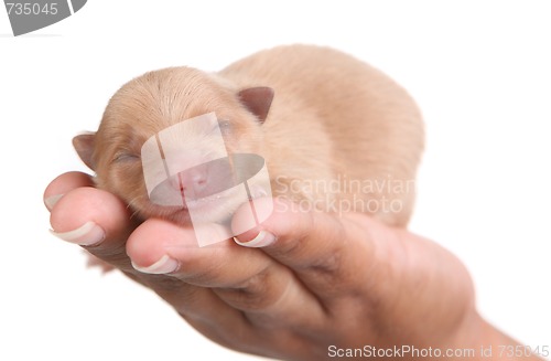 Image of Tan Pomeranian Puppy Dog in Hand