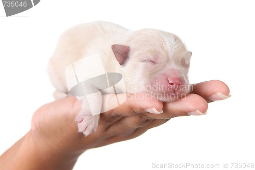 Image of Sweet Sleeping White Newborn Puppy on White