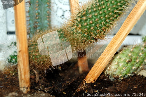 Image of cactus