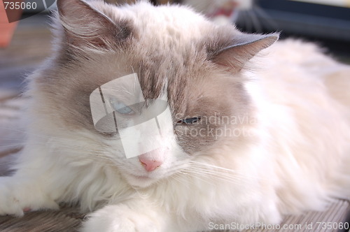 Image of the ragdoll cat