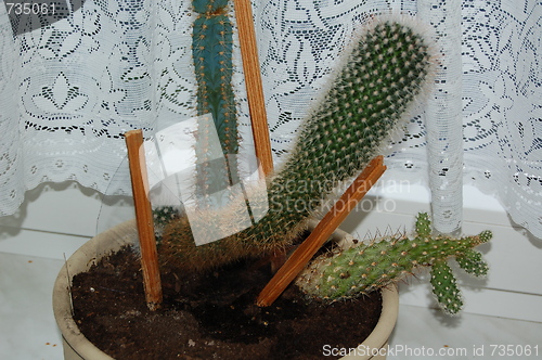 Image of cactus