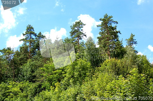 Image of trees