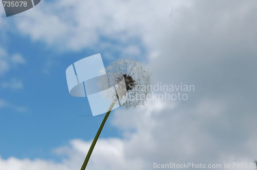 Image of blowball
