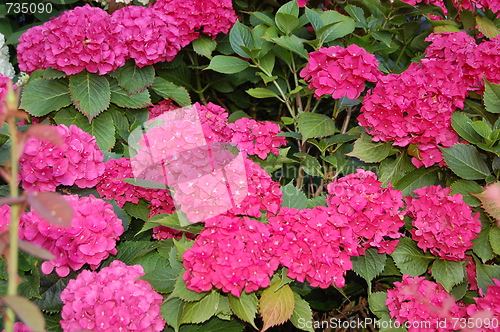 Image of pink flowers