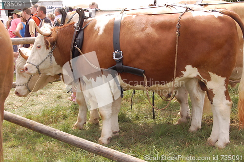 Image of the cow