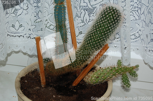 Image of the cactus