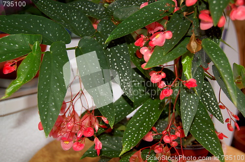 Image of pink begonia