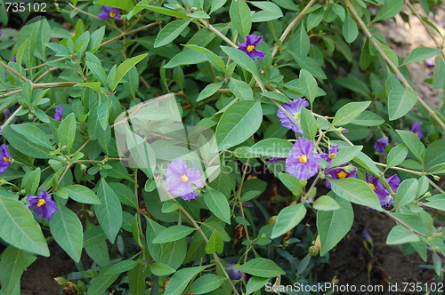 Image of flowers