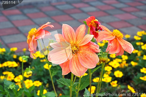 Image of the flowers