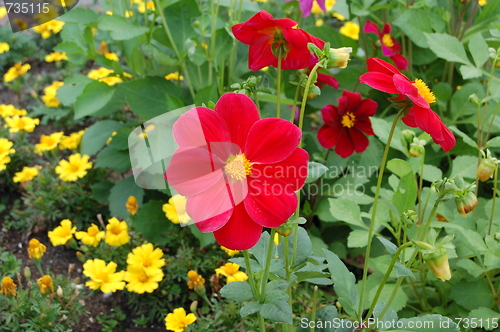 Image of red flower