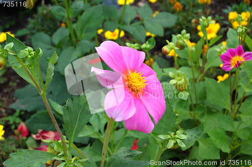 Image of pink flower