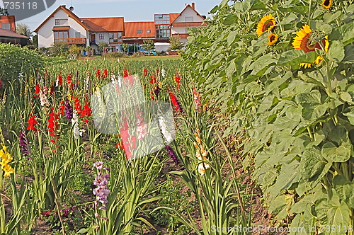 Image of flowers