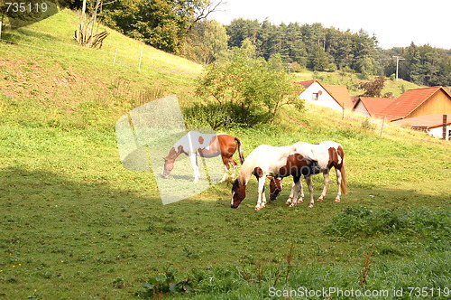 Image of horses