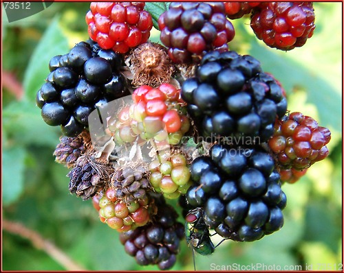 Image of blackberries