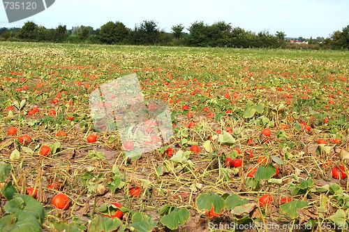 Image of calabash