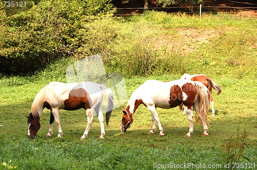 Image of horses