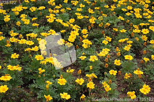 Image of yellow flowers