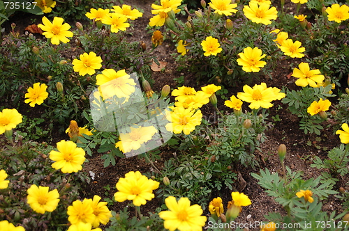 Image of yellow plants