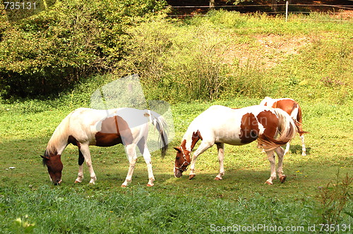 Image of horses