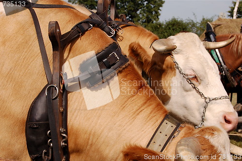 Image of cow