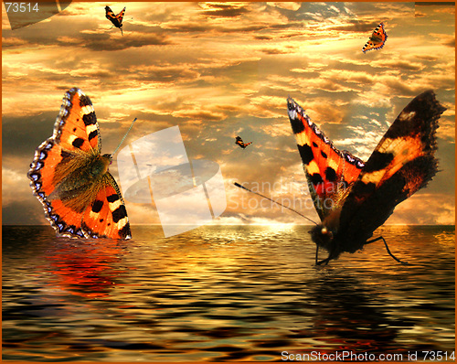 Image of sunset butterflies