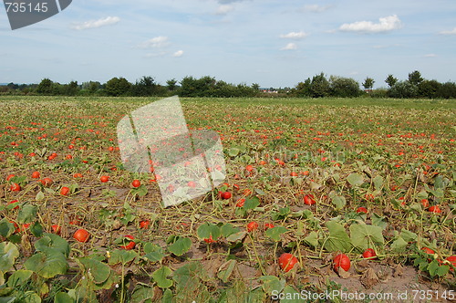 Image of calabash