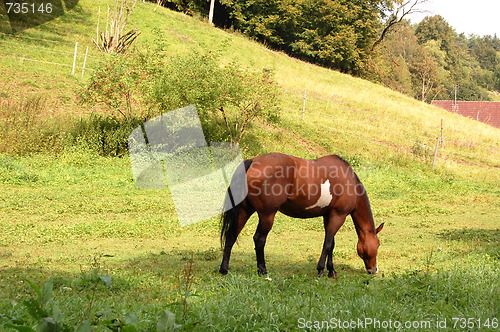 Image of horse