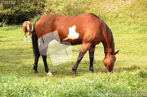 Image of horse