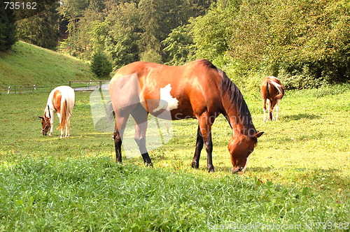 Image of horses