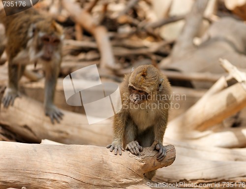 Image of Monkey child sitting on fallen tree in zoo