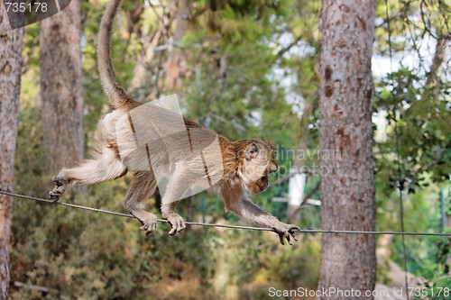 Image of Rope-walking monkey