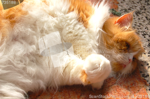Image of the cat