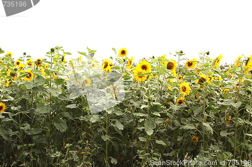 Image of sunflowers