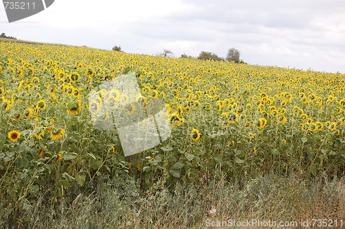 Image of sunflowers