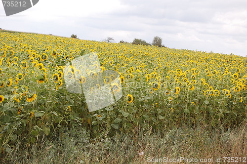 Image of sunflower