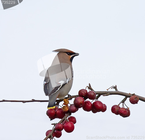 Image of Bohemian Waxwing and berries