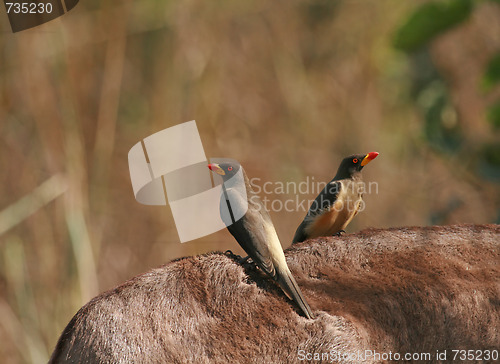 Image of Yellow-billed Oxpeckers