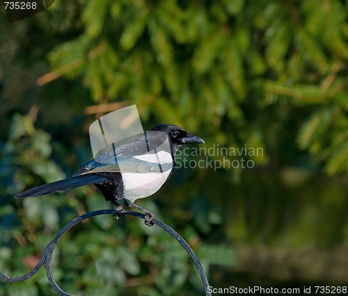 Image of Common Magpie on feeder