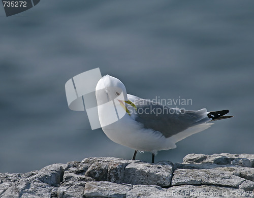 Image of Kittiwake preening