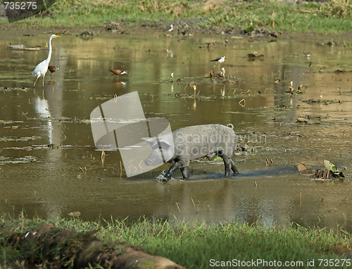 Image of Pig in a Pond