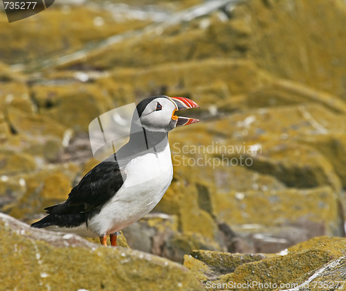 Image of Atlantic Puffin bill open 