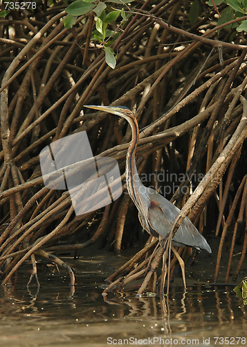 Image of Purple Heron concealed